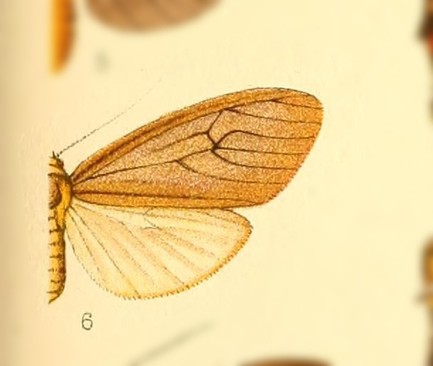 Opharus trama