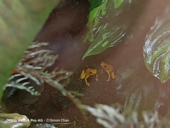 Phyllobates terribilis