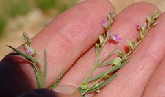 Polygala guerichiana