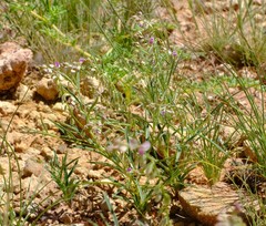 Polygala guerichiana