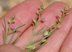 Polygala guerichiana