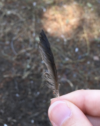 Plume de Hirondelle de rivage
