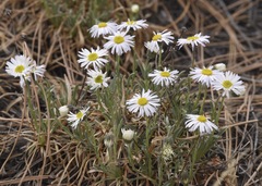 Erigeron vetensis