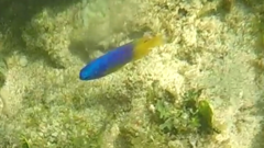 Pomacentrus caeruleus