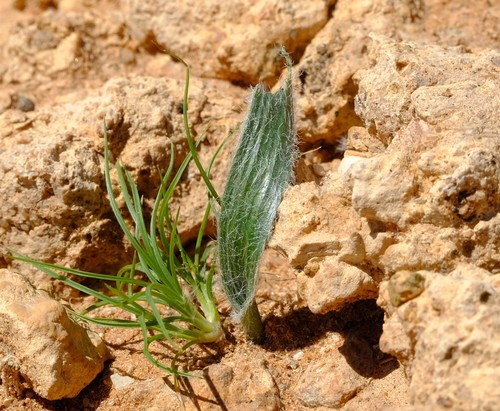 Albuca deserticola subsp. longipilosa image