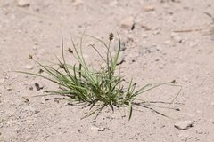 Divisae