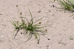 Divisae