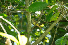 Tricholestes criniger