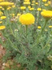 Anacyclus valentinus