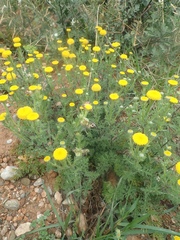 Anacyclus valentinus