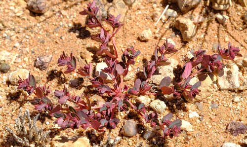 Euphorbia austro-occidentalis