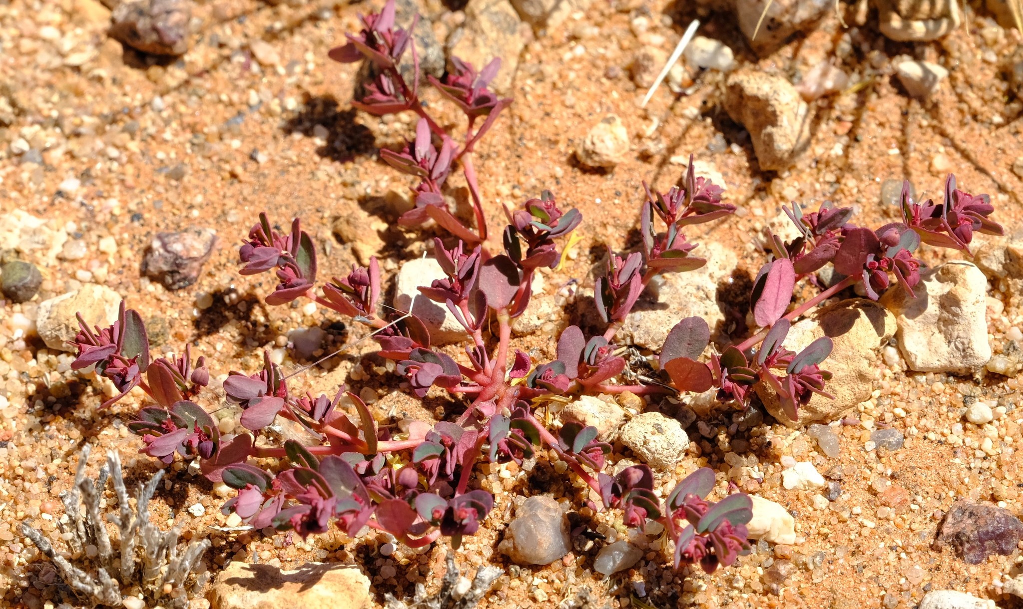Euphorbia austro-occidentalis