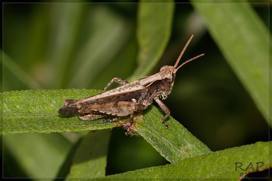 Orphulella