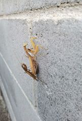 Mantis religiosa