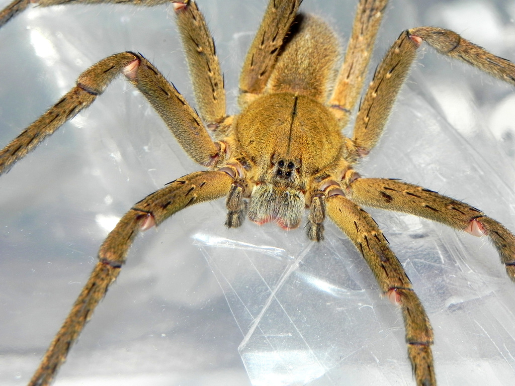 Phoneutria bahiensis