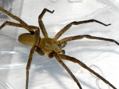 Phoneutria bahiensis