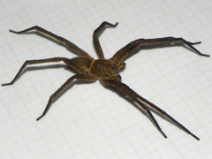 Phoneutria bahiensis