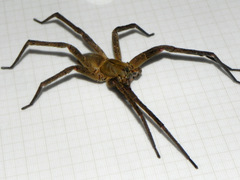 Phoneutria bahiensis