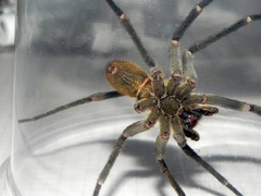 Phoneutria bahiensis