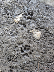 Vulpes vulpes fulvus