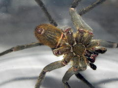 Phoneutria bahiensis