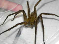 Phoneutria bahiensis