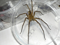 Phoneutria bahiensis