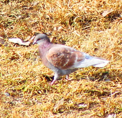 Columba livia domestica
