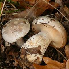 Clitocybe nebularis