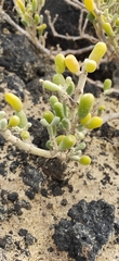 Tetraena fontanesii image