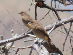 Emarginata sinuata sinuata