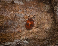 Stenotarsus bimaculipennis
