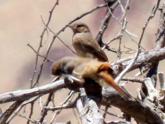 Emarginata sinuata sinuata