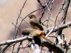 Emarginata sinuata sinuata