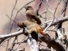 Emarginata sinuata sinuata