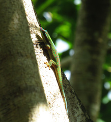 Phelsuma ornata