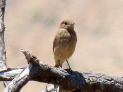 Emarginata sinuata sinuata