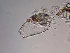 Euglypha acanthophora