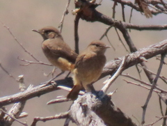 Emarginata sinuata sinuata