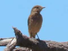 Emarginata sinuata sinuata