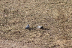 Columba livia domestica