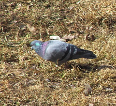 Columba livia domestica