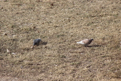 Columba livia domestica