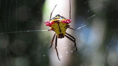 Micrathena decorata