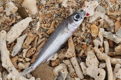 Atherinomorus lacunosus