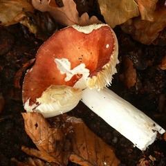 Russula