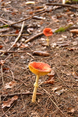 Amanita muscaria