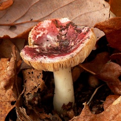 Russula