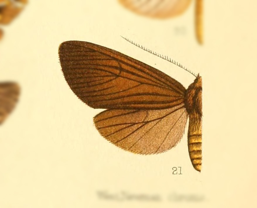 Opharus almopia