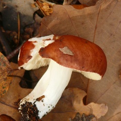 Russula